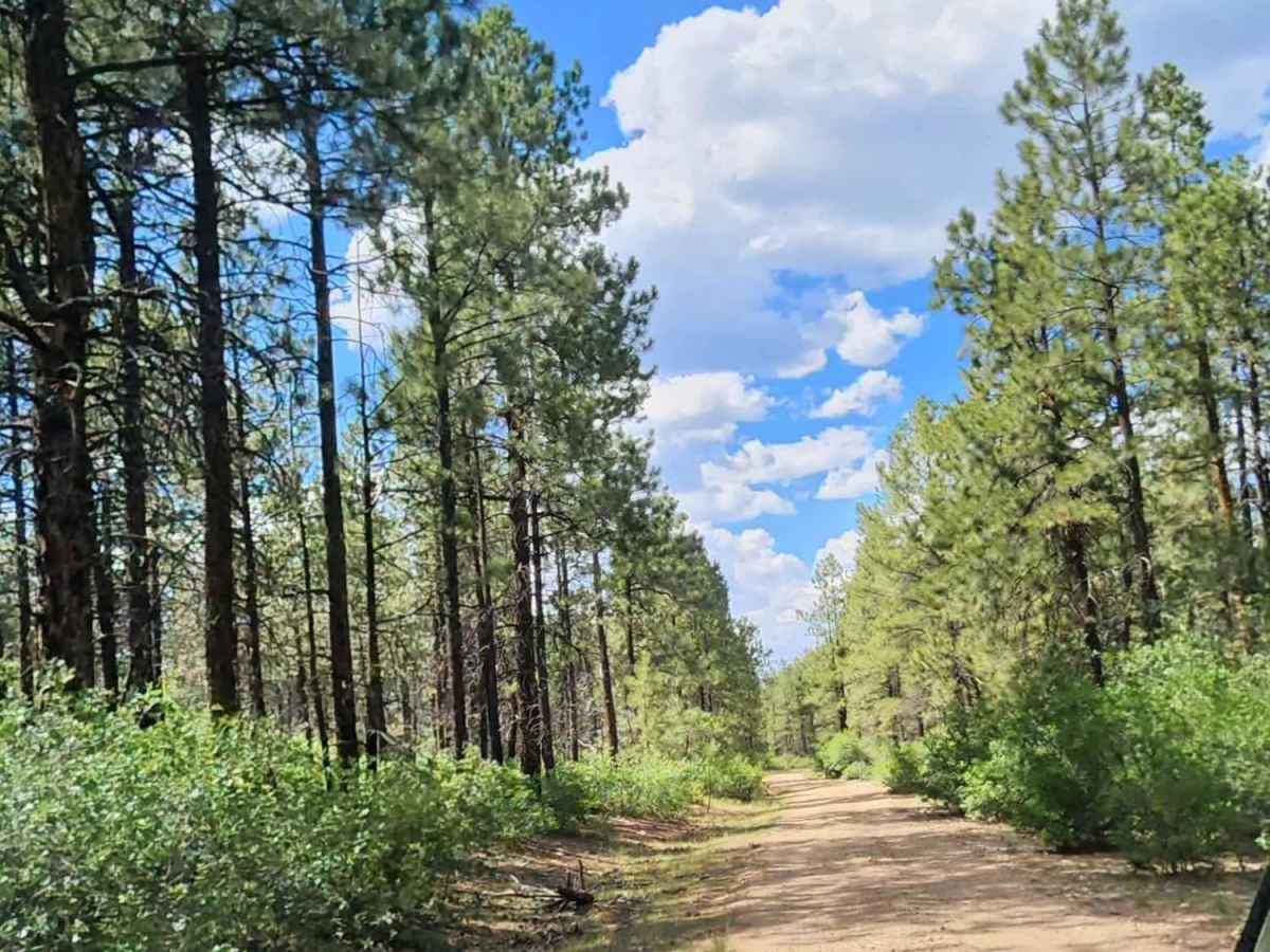 Cabin Rim Road photo 3