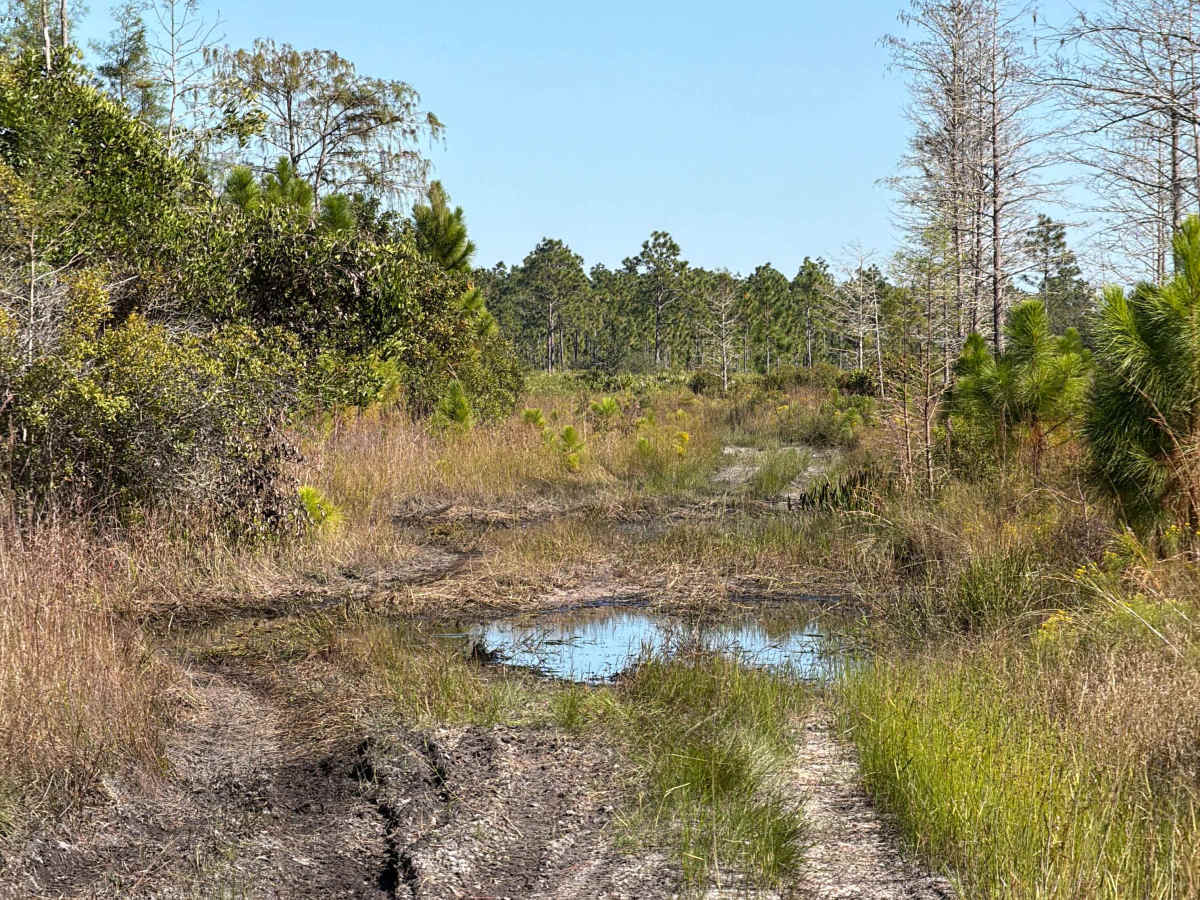 Road 12 Loop - Three Lakes WMA photo 3