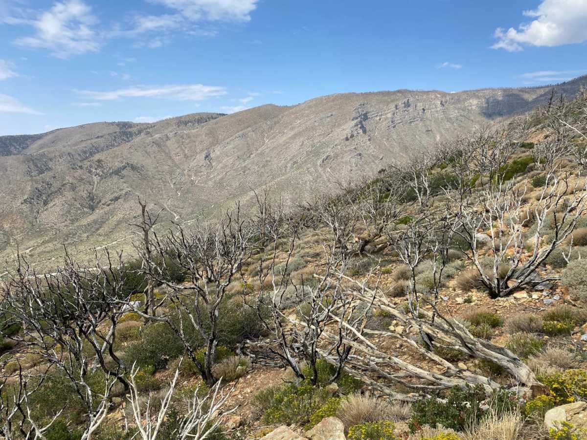 Harris Spring Road photo 2