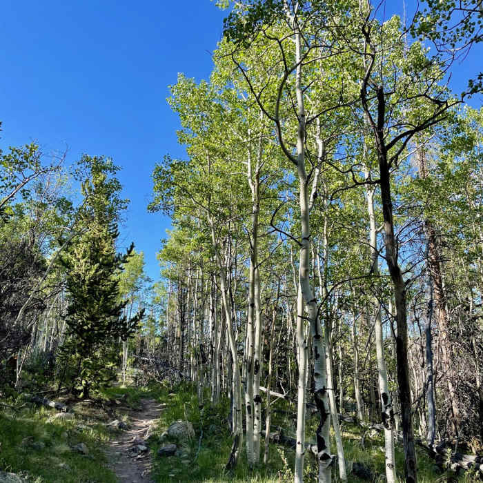 Near Colorado Trail Segment 19