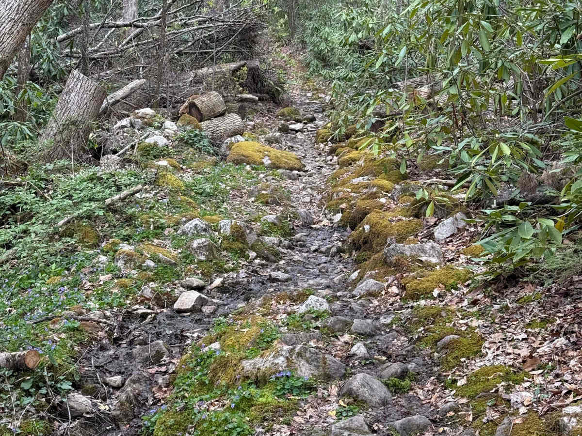 Beech Grove trail photo