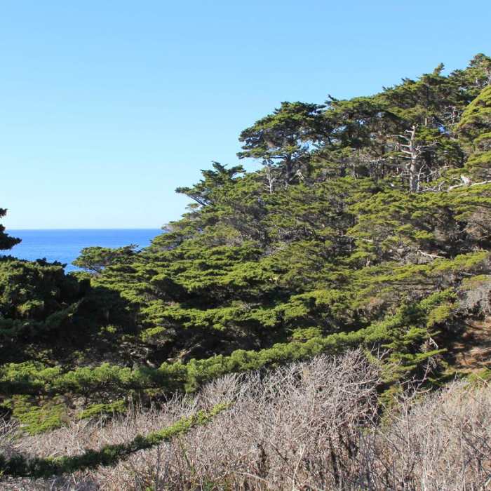 Near Cypress Grove Trail Near Cypress Grove Trail