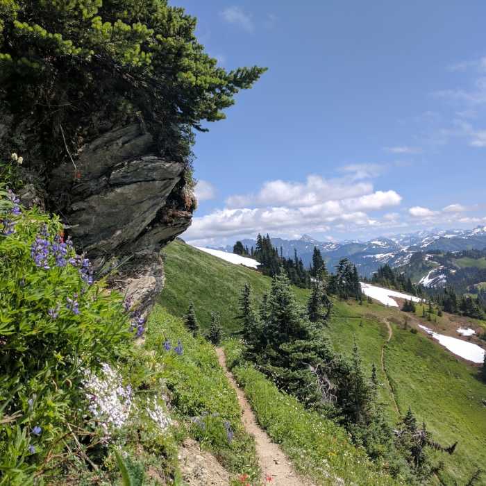 Wildflowers (and plenty of bugs) Near Church Mountain Trail