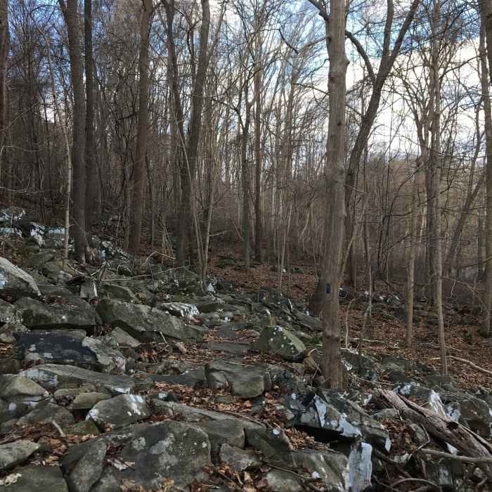 A rocky area on the connector trail between the ridge trail and the greenway trail in Susquehanna park Near Deer Creek Trail to Susquehanna Ridge Trail Loop
