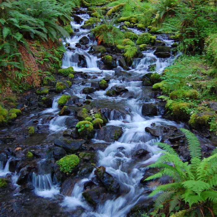 Near Hoh River Trail to Five Mile Island Out and Back