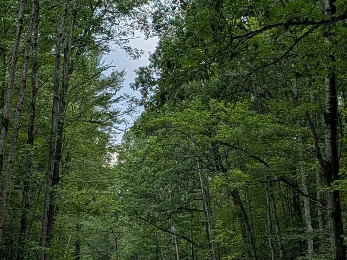 Bisonette Road trail photo