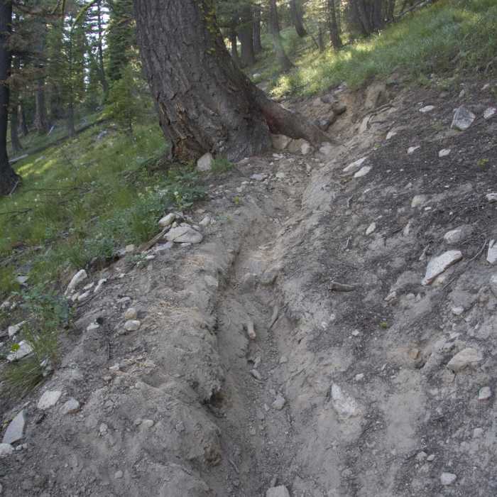 Near Elk Meadow + Elizabeth Lake