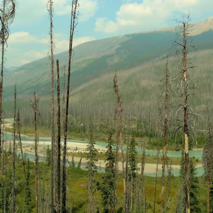 Near Moose River Route: Moose River to Resplendent Crossing
