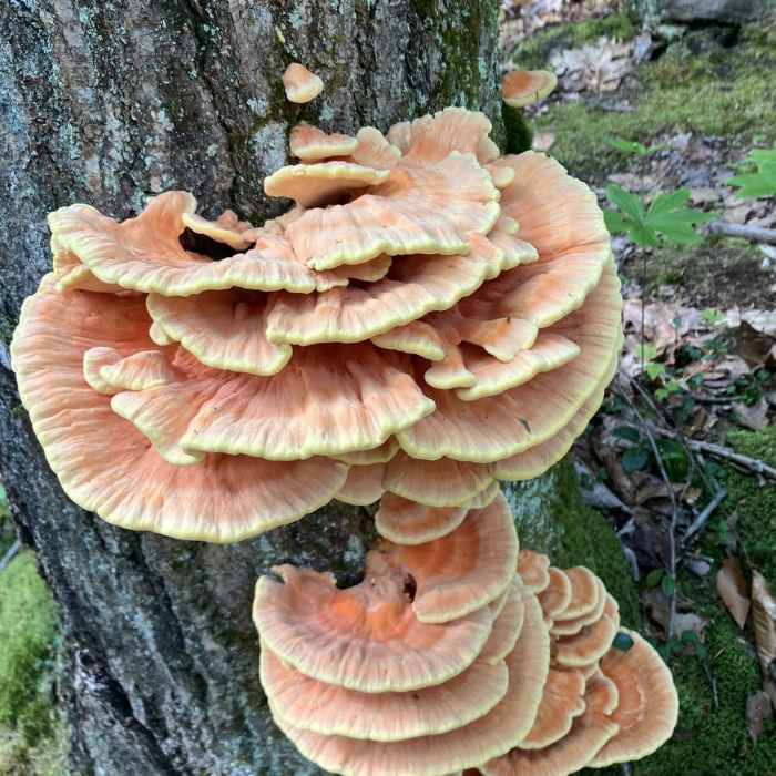 Chicken of the Woods Mushroom. Near Mountain Laurel