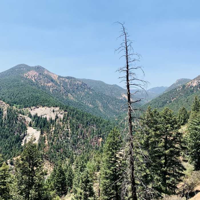 Near Mays Peak Ramble via Penrose Trail (#665)