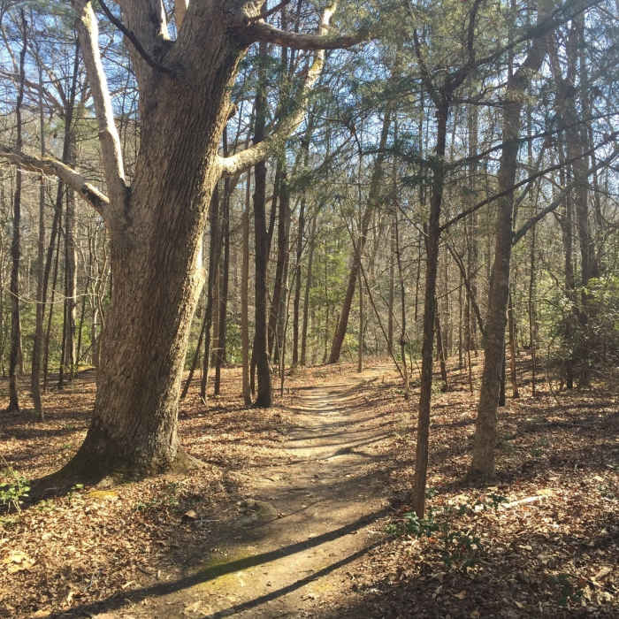 The short-but-sweet Beaver Trail offers beautiful forested views. Near Backbone Trail