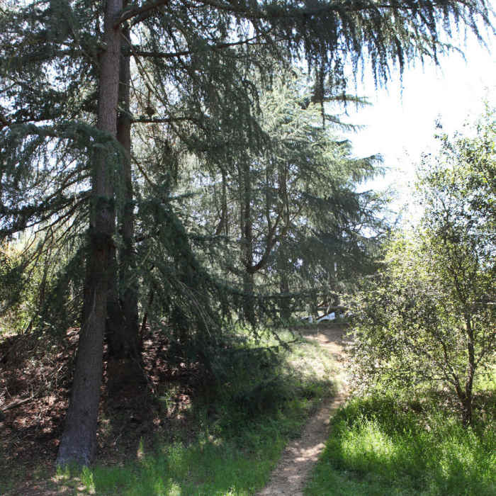 Near Upper Franklin Canyon Loop