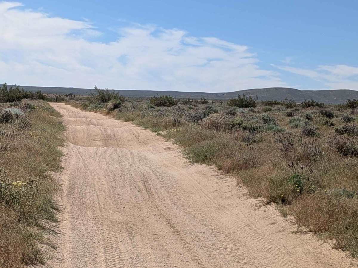 BLM SC82 photo 4
