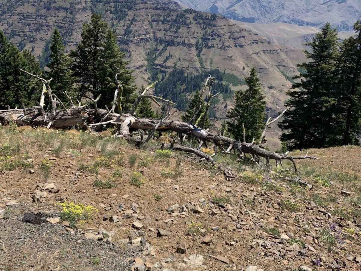 Hells Canyon Overlook - Dirt Road Approach photo 4