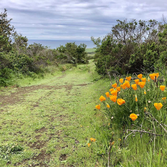 Near East Molera Trail