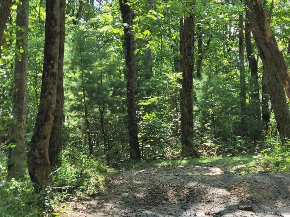 Cohutta Wilderness photo 4
