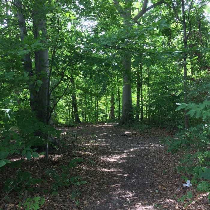 The beginning of the trail just after the trailhead. Near Joe Prance Nature Trail and Butterfly Gardens