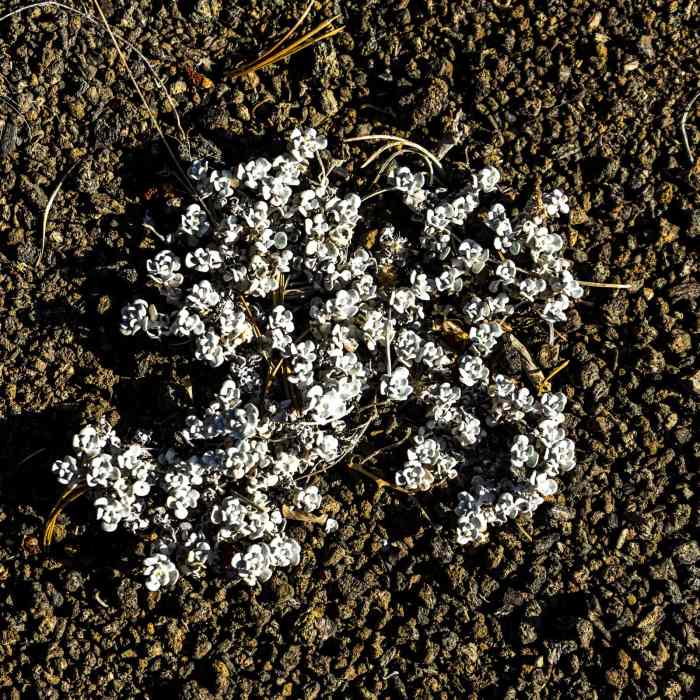 Near Devils Orchard Trail