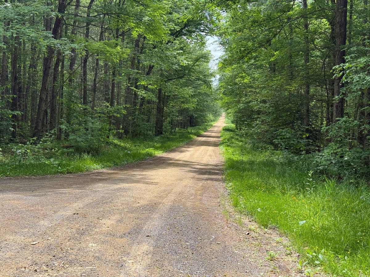 Little Millcreek - FS 185 trail photo