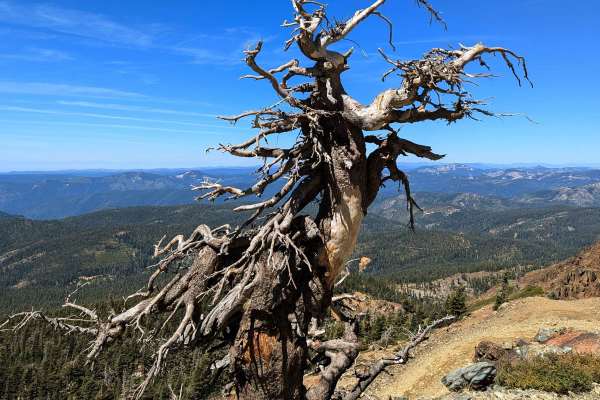 Sierra Buttes Trail
