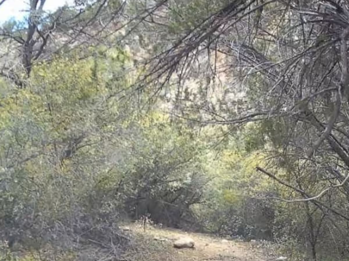 Cougar Canyon photo 4