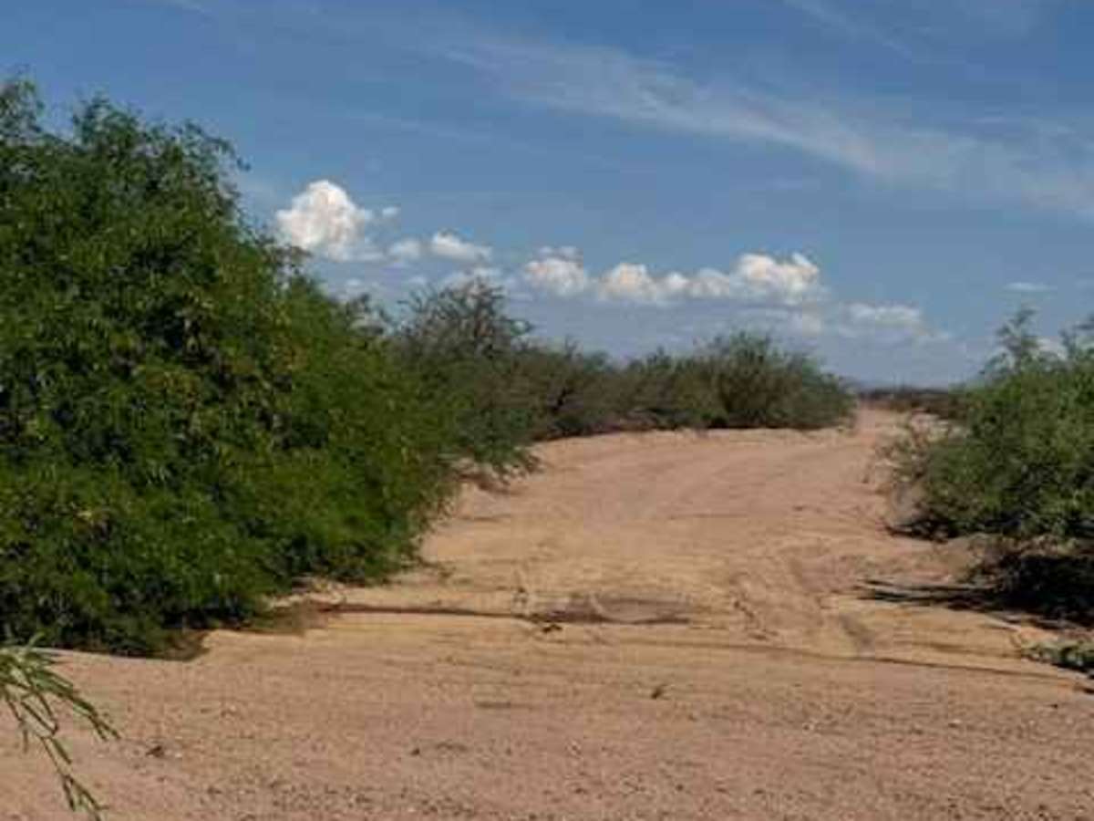 BLM SS1016 photo 5