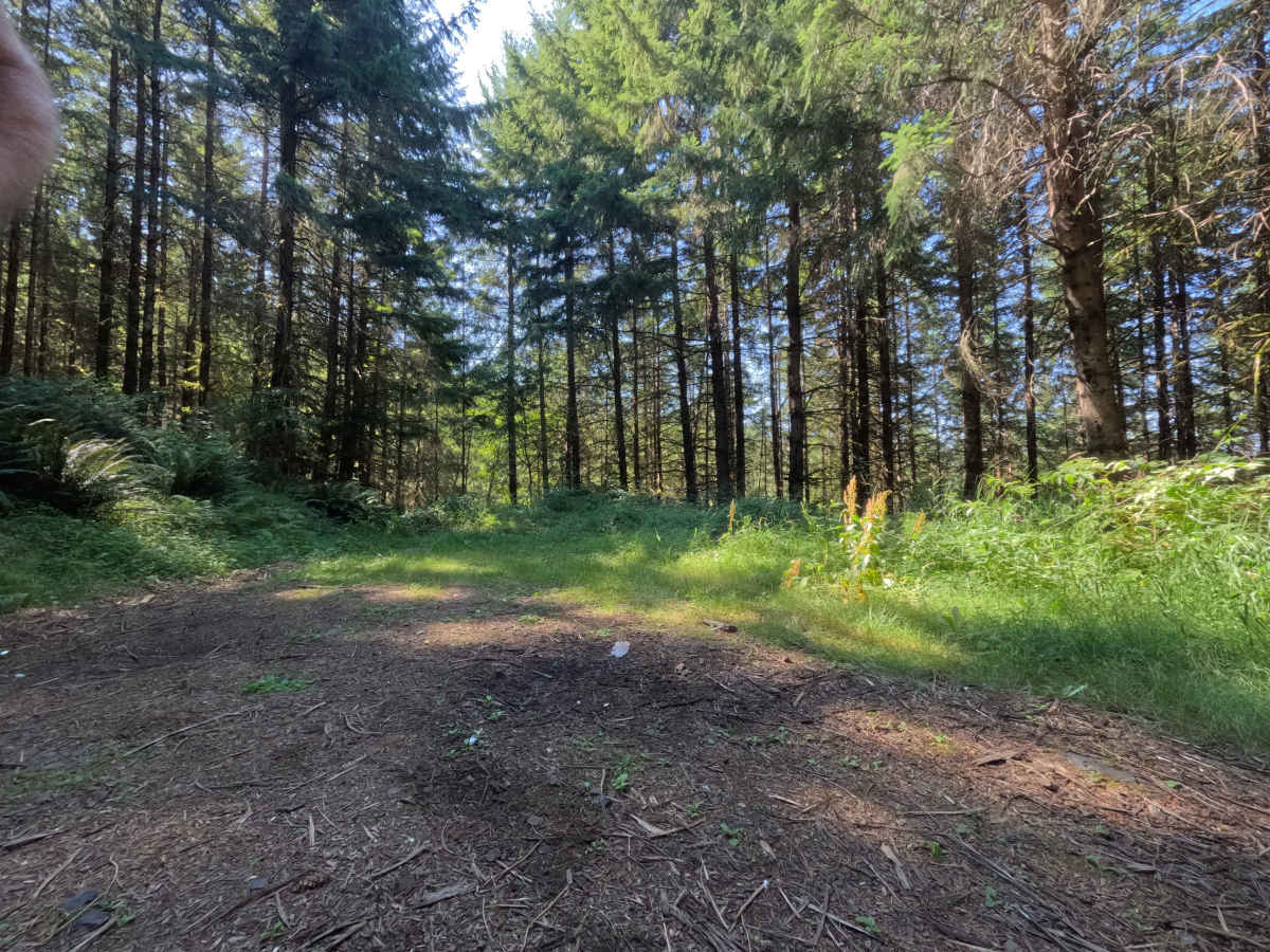 W-1100 trail photo