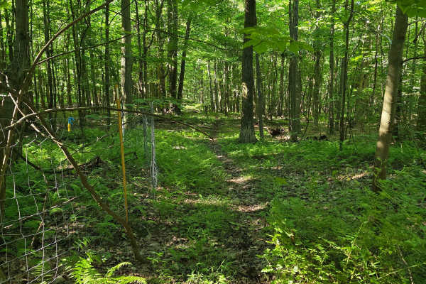 Single Track C7