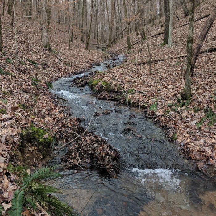 Intermittent Stream along Connector #5 Trail. Near Turkey Ridge - Shoal Creek Loop