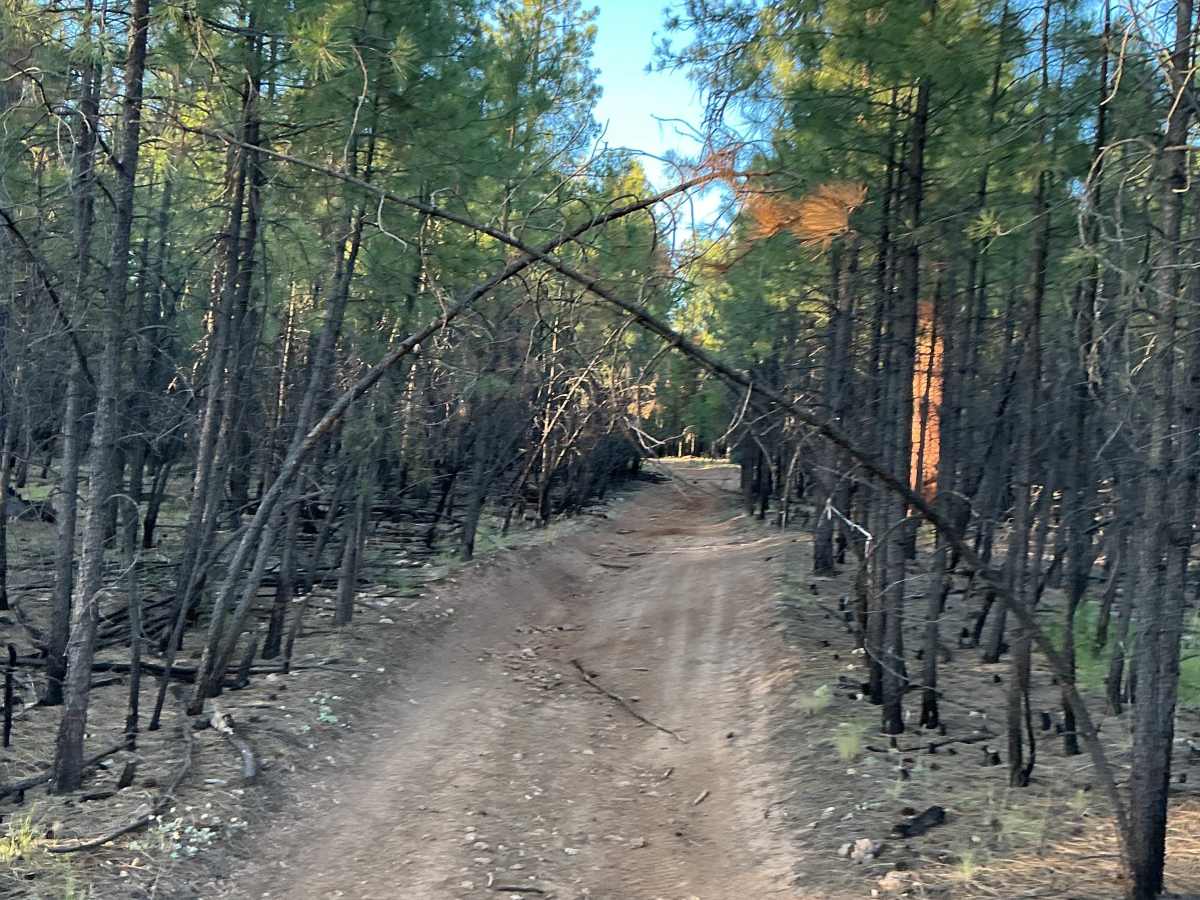 FS 6333 trail photo