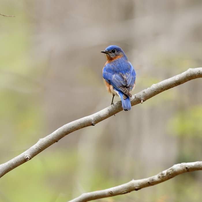 Eastern Bluebird Near Old Mill via Jemison Park Trail