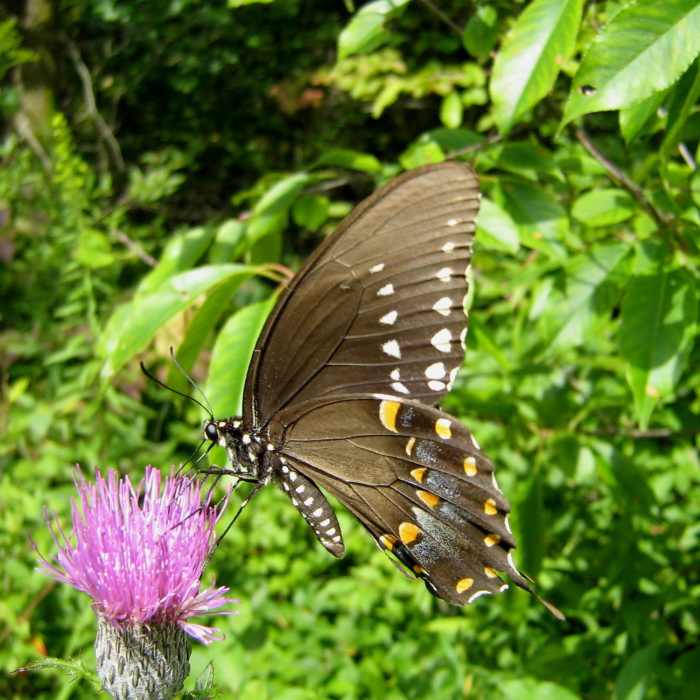 Near Boston Run Trail