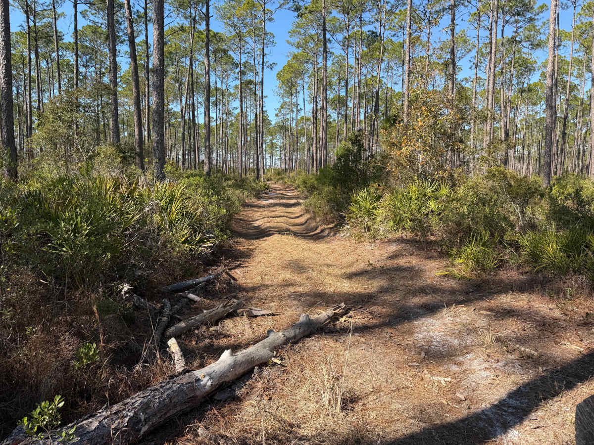 FR 25055 trail photo