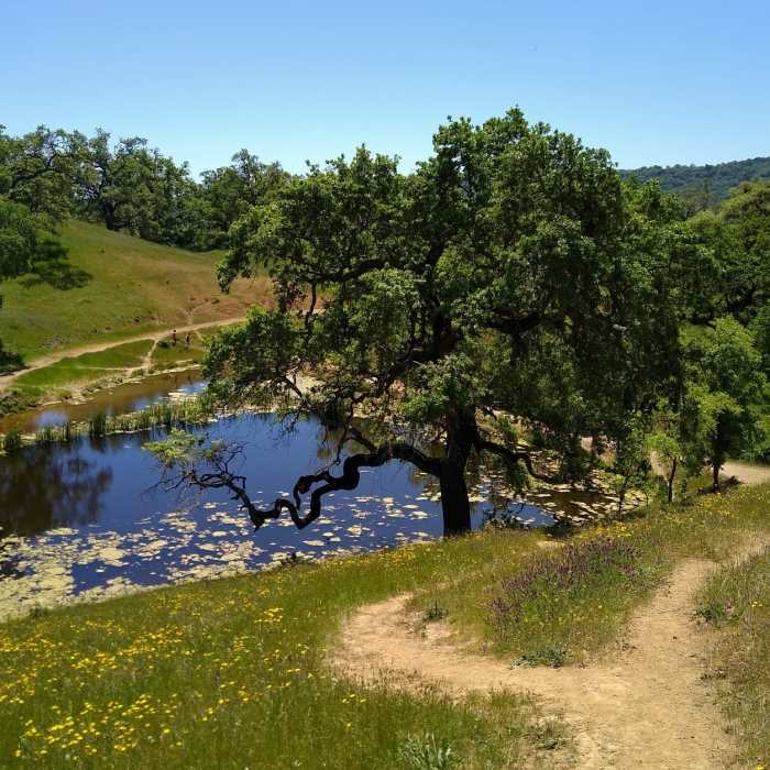 Near Bass Lake Trail