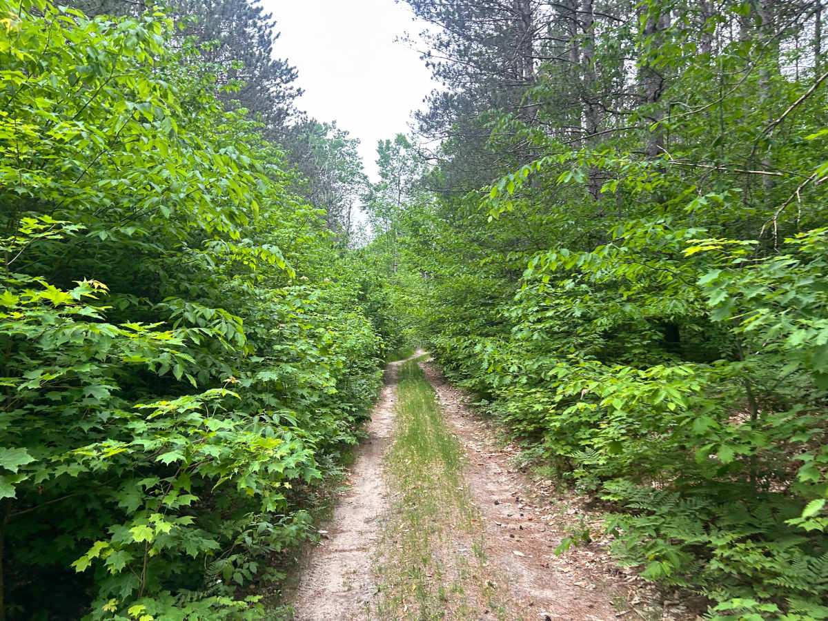FS 5361 trail photo