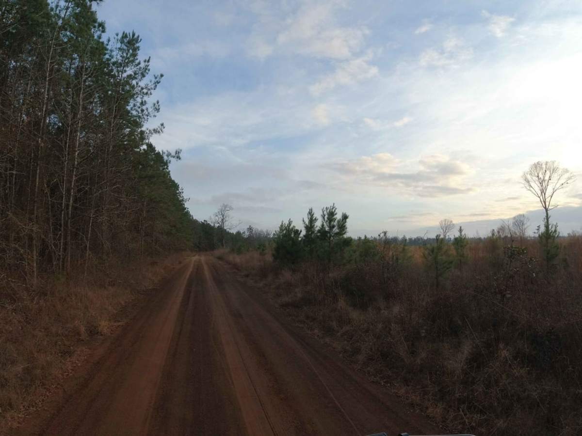 Davy Crockett National Forest Route photo 3