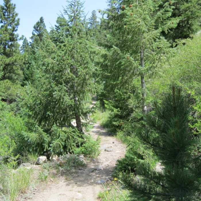 Near Silver Creek Trail