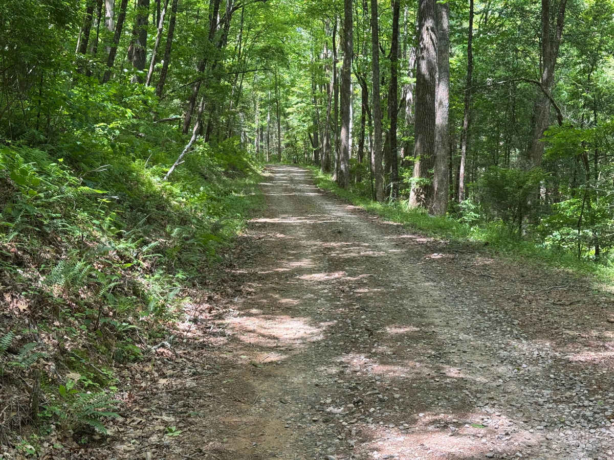 John Dick Creek - FS 248 photo 4