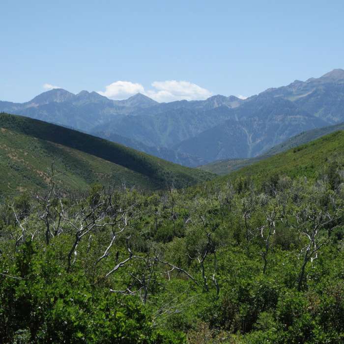 Near Cascade Springs Interpretive Loop