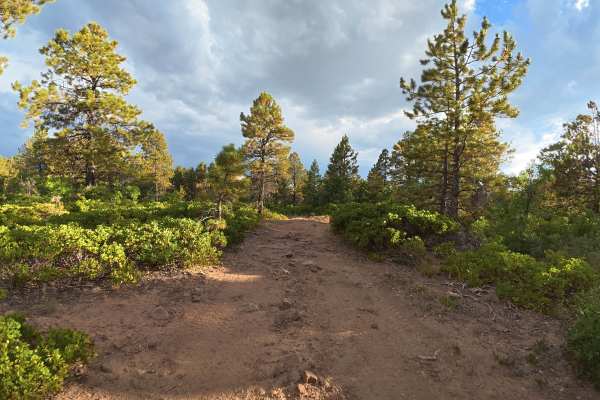 Bug Point Road