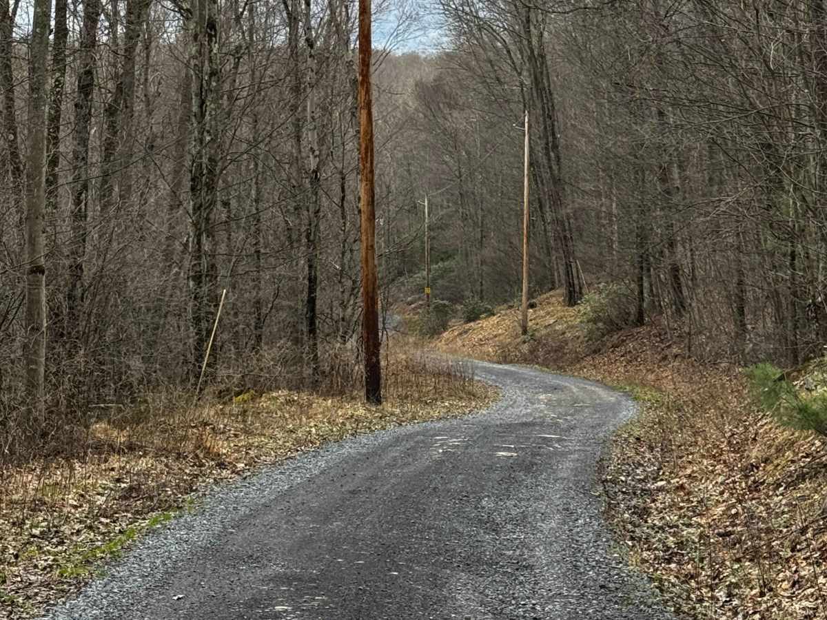Bear Creek Forest Road photo 5