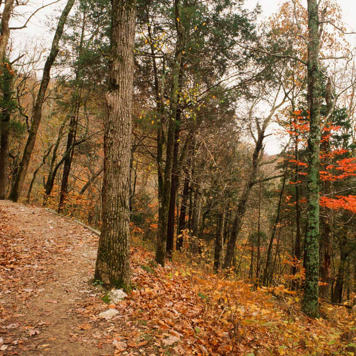 Mammoth Cave National Park Near Green River Bluffs Trail