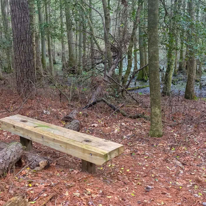 Near Cypress Point Trail to Trap Pond Bald Cypress Swamp Near Cypress Point Trail to Trap Pond Bald Cypress Swamp