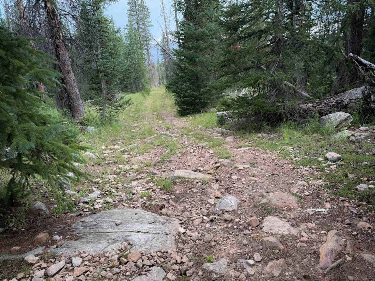 Larkspur - FS 319  photo 5
