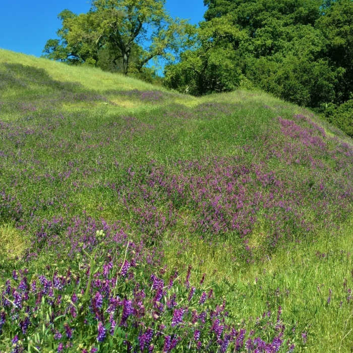 Smooth vetch (purple wildflowers) cover a hillside along Guadalupe Trail in April Near Mine Hill Trail