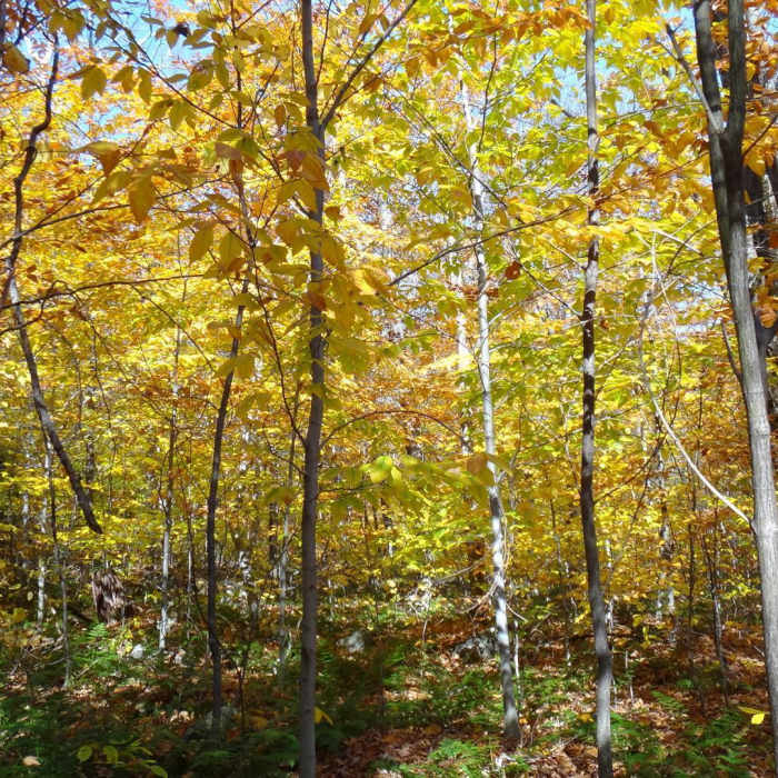 Near Mt. Tecumseh Trail