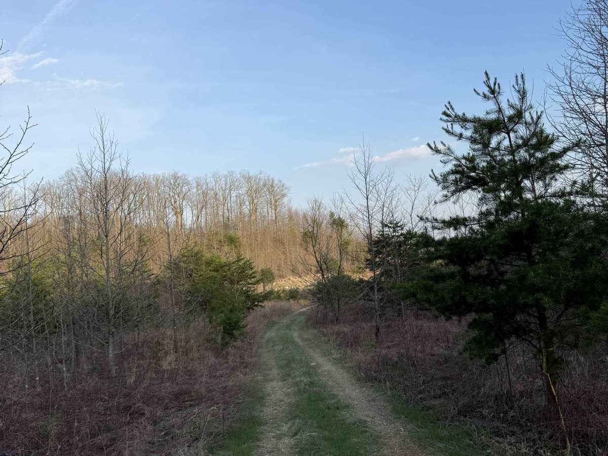 Q29 trail photo