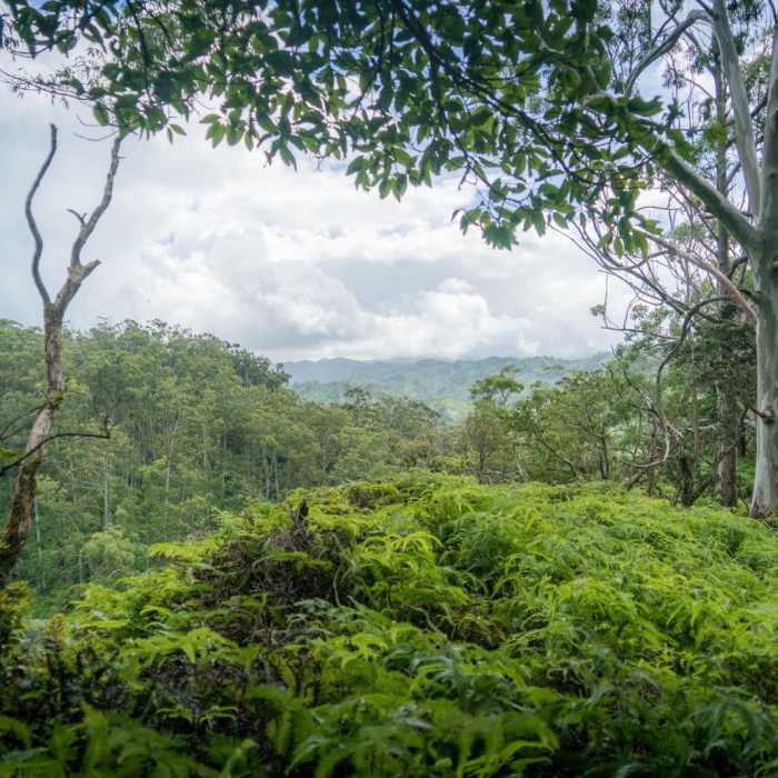 Near Wahiawa Hills Near Wahiawa Hills