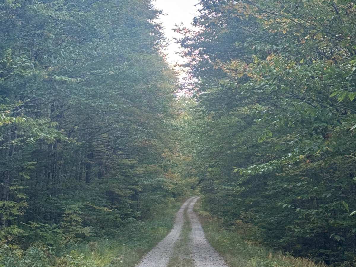 Hubbard Brook Road  photo 5