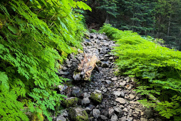 Teeley Creek 251 